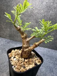 2026年最新】センナ メリディオナリスの人気アイテム - メルカリ