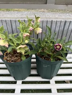 2026年最新】大和園 クリスマスローズの人気アイテム - メルカリ