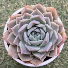 2026年最新】リンゼアナの人気アイテム - メルカリ