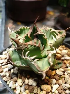 2026年最新】アガベクラウンの人気アイテム - メルカリ