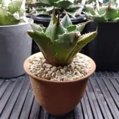 2026年最新】アガベ イラン株の人気アイテム - メルカリ