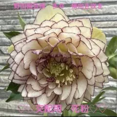 2026年最新】野田園芸の人気アイテム - メルカリ