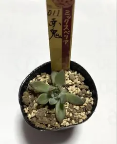 2026年最新】おらいさん苗赤鬼の人気アイテム - メルカリ