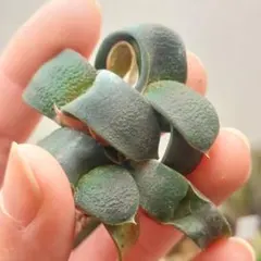 2026年最新】ガステリア 臥牛の人気アイテム - メルカリ