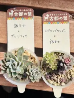 2026年最新】古都の葉の人気アイテム - メルカリ