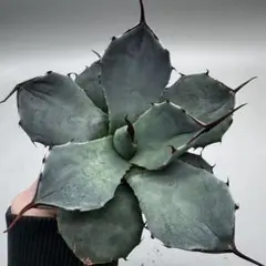 2026年最新】アガベ パリー 大株の人気アイテム - メルカリ