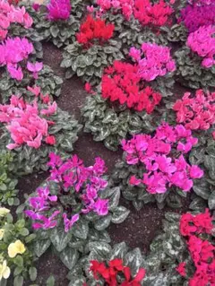 2026年最新】はぐはぐマンウィズの人気アイテム - メルカリ