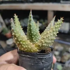 2026年最新】ロウルサンコ アロエの人気アイテム - メルカリ