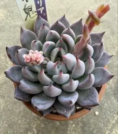 2026年最新】ミックスベリア 青鬼の人気アイテム - メルカリ