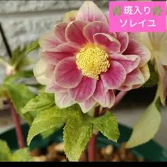 2026年最新】ソレイユ クリスマスローズの人気アイテム - メルカリ