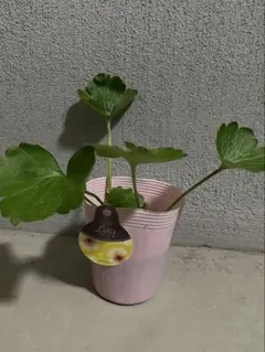 2026年最新】ラナンキュラスラックス ロティスの人気アイテム - メルカリ