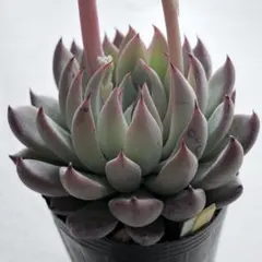 2026年最新】おらいさん苗 青鬼の人気アイテム - メルカリ