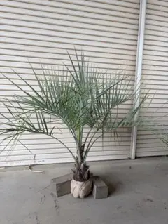 2026年最新】ココスヤシの木の人気アイテム - メルカリ