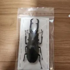 2026年最新】ノコギリクワガタ標本の人気アイテム - メルカリ