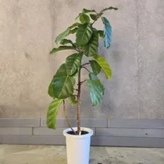 2026年最新】アフリカンプリンスの人気アイテム - メルカリ