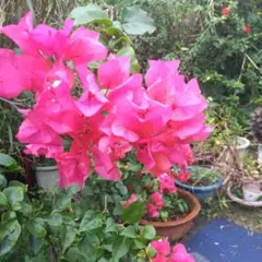 2026年最新】ブーゲンビリア 苗の人気アイテム - メルカリ