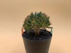 2026年最新】ギラウミニアナ 種子の人気アイテム - メルカリ