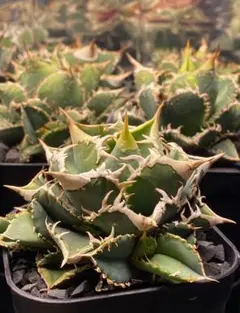 2026年最新】白豪刺の人気アイテム - メルカリ