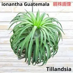 2026年最新】ヘッジホッグ イオナンタの人気アイテム - メルカリ