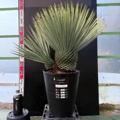 2026年最新】ロストラータ ベアルートの人気アイテム - メルカリ