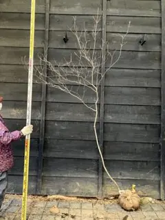 2026年最新】山採り ミツバツツジの人気アイテム - メルカリ