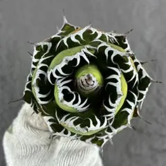 2026年最新】アガベ オアハカ 現地の人気アイテム - メルカリ