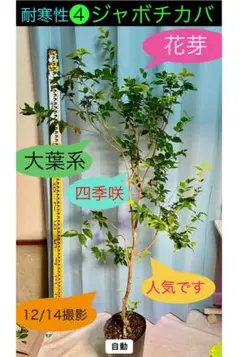 2026年最新】ジャボチカバの人気アイテム - メルカリ