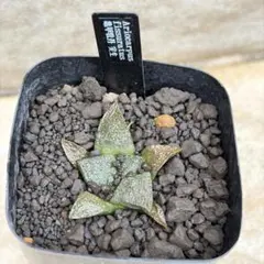 2026年最新】アリオカルプスの人気アイテム - メルカリ