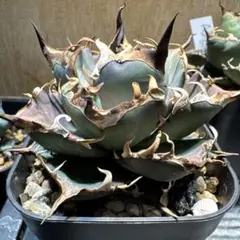 2026年最新】アガベ ハデス 陽炎の人気アイテム - メルカリ