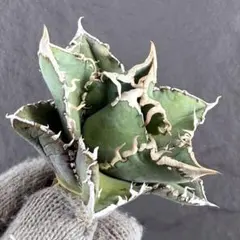 2026年最新】大白鯊 アガベの人気アイテム - メルカリ