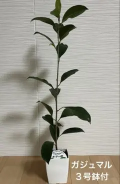 2026年最新】ガジュマル 斑入りの人気アイテム - メルカリ