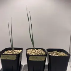 2026年最新】ブーファン 種子の人気アイテム - メルカリ