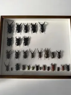 2026年最新】ドイツ箱標本の人気アイテム - メルカリ