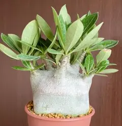 2026年最新】アデニウム ドワーフの人気アイテム - メルカリ