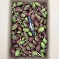 2026年最新】摘果マンゴーの人気アイテム - メルカリ