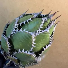 2026年最新】アガベ ホリダ 陽炎の人気アイテム - メルカリ