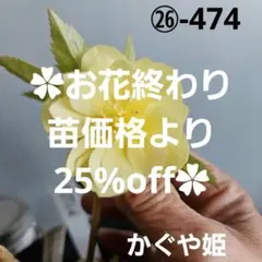 2026年最新】かぐや姫 クリスマスローズの人気アイテム - メルカリ