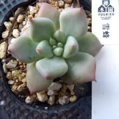 2026年最新】優木園の人気アイテム - メルカリ