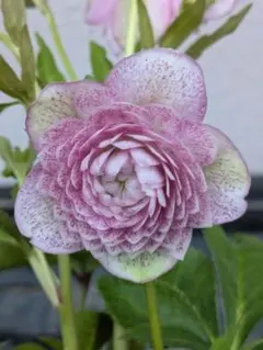 2026年最新】広瀬園芸の人気アイテム - メルカリ