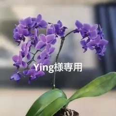 2026年最新】胡蝶蘭 ブルージーンの人気アイテム - メルカリ