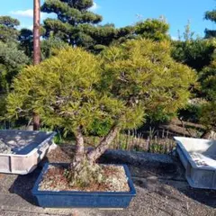 2026年最新】五葉松の人気アイテム - メルカリ