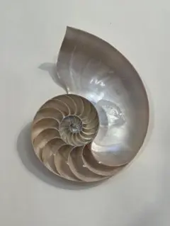 2026年最新】フタゴヤシの人気アイテム - メルカリ