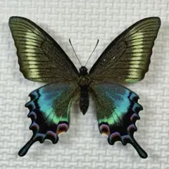 2026年最新】ミヤマカラスアゲハの人気アイテム - メルカリ