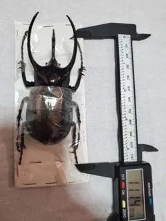 2026年最新】コーカサスオオカブト 標本の人気アイテム - メルカリ