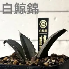 2026年最新】白鯨錦の人気アイテム - メルカリ