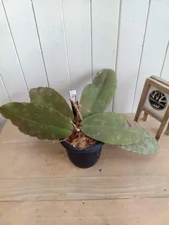 2026年最新】ホヤ ウンデュラータの人気アイテム - メルカリ