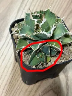 2026年最新】白豪刺 アガベの人気アイテム - メルカリ