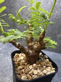 2026年最新】センナ メリディオナリスの人気アイテム - メルカリ