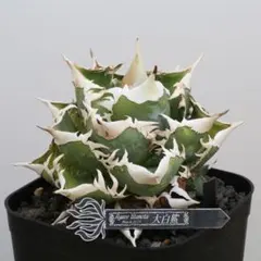 2026年最新】大白鯊 アガベの人気アイテム - メルカリ