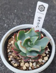 2026年最新】青典牡丹 多肉の人気アイテム - メルカリ